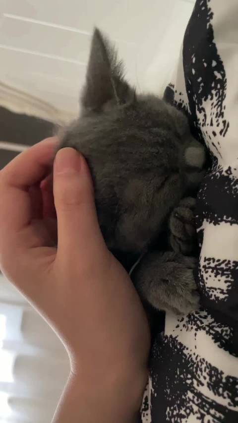 夜猫视频客户端歌曲夜猫原唱视频